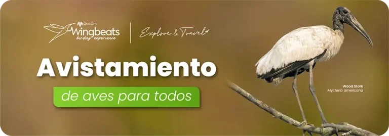 BANNER-B51