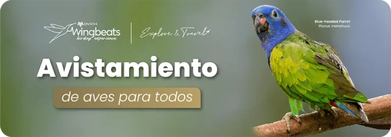 BANNER CALI